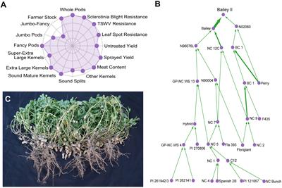 Initiation of genomics-assisted breeding in Virginia-type peanuts through the generation of a de novo reference genome and informative markers